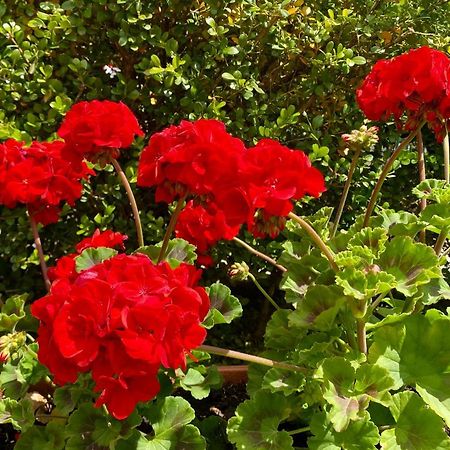 Appartamento "Il Geranio" Trentinara Εξωτερικό φωτογραφία